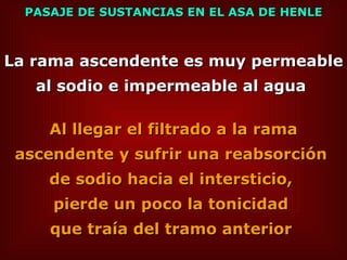PASAJE DE SUSTANCIAS EN EL ASA DE HENLE La rama ascendente es muy permeable al sodio e impermeable al agua   Al llegar el filtrado a la rama ascendente y sufrir una reabsorción  de sodio hacia el intersticio,  pierde un poco la tonicidad  que traía del tramo anterior  