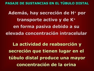 PASAJE DE SUSTANCIAS EN EL TÚBULO DISTAL Además, hay secreción de H +  por transporte activo y de K +   en forma pasiva debido a su  elevada concentración intracelular  La actividad de reabsorción y secreción que tienen lugar en el  túbulo distal produce una mayor concentración de la orina   