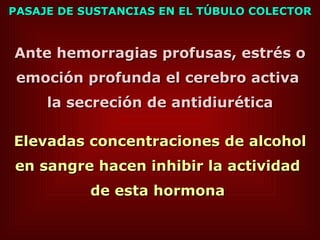 PASAJE DE SUSTANCIAS EN EL TÚBULO COLECTOR Ante hemorragias profusas, estrés o emoción profunda el cerebro activa  la secreción de antidiurética Elevadas concentraciones de alcohol en sangre hacen inhibir la actividad  de esta hormona   