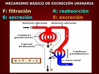 MECANISMO BÁSICO DE EXCRECIÓN URINARIA F: filtración R: reabsorción S: secreción E: excreción 