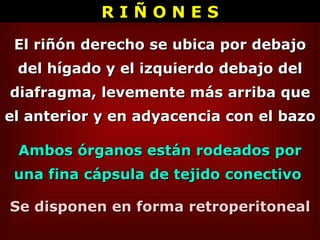 El riñón derecho se ubica por debajo del hígado y el izquierdo debajo del diafragma, levemente más arriba que el anterior y en adyacencia con el bazo   Ambos órganos están rodeados por una fina cápsula de tejido conectivo   Se disponen en forma retroperitoneal R I Ñ O N E S 
