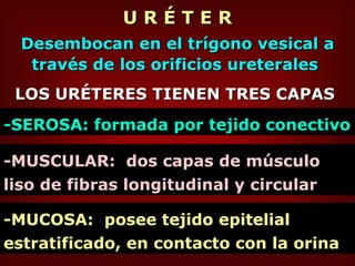 U R É T E R Desembocan en el trígono vesical a través de los orificios ureterales   LOS URÉTERES TIENEN TRES CAPAS  -SEROSA: formada por tejido conectivo  -MUSCULAR:   dos capas de músculo liso de fibras longitudinal y circular -MUCOSA:  posee tejido epitelial estratificado, en contacto con la orina 