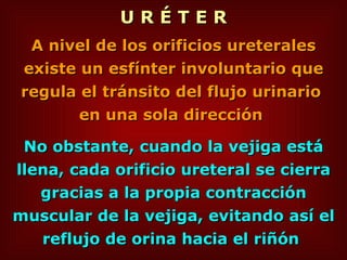 U R É T E R A nivel de los orificios ureterales existe un esfínter involuntario que regula el tránsito del flujo urinario  en una sola dirección   No obstante, cuando la vejiga está llena, cada orificio ureteral se cierra gracias a la propia contracción muscular de la vejiga, evitando así el reflujo de orina hacia el riñón   
