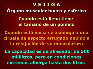 V E J I G A Órgano muscular hueco y esférico Cuando está llena tiene  el tamaño de un pomelo Cuando está vacía se asemeja a una ciruela de aspecto arrugado debido a la relajación de su musculatura La capacidad es de alrededor de 500 mililitros, pero en condiciones extremas alberga hasta dos litros   