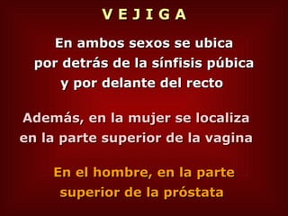 V E J I G A En el hombre, en la parte  superior de la próstata   Además, en la mujer se localiza  en la parte superior de la vagina  En ambos sexos se ubica por detrás de la sínfisis púbica  y por delante del recto   