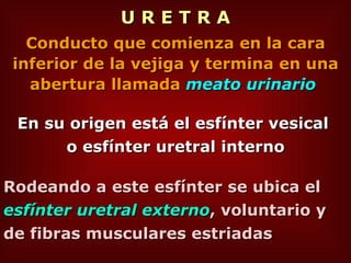 U R E T R A Conducto que comienza en la cara inferior de la vejiga y termina en una abertura llamada  meato urinario   En su origen está el esfínter vesical  o esfínter uretral interno Rodeando a este esfínter se ubica el  esfínter uretral externo , voluntario y de fibras musculares estriadas  