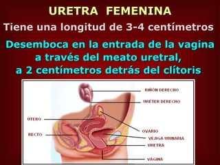 URETRA  FEMENINA Tiene una longitud de 3-4 centímetros   Desemboca en la entrada de la vagina a través del meato uretral,  a 2 centímetros detrás del clítoris   