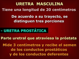 URETRA  MASCULINA Tiene una longitud de 20 centímetros   De acuerdo a su trayecto, se distinguen tres porciones   - URETRA   PROSTÁTICA  Parte uretral que atraviesa la próstata  Mide 3 centímetros y recibe el semen de los conductos prostáticos  y de los conductos deferentes  