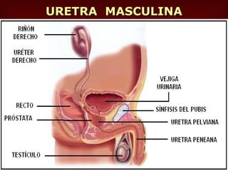 URETRA  MASCULINA 