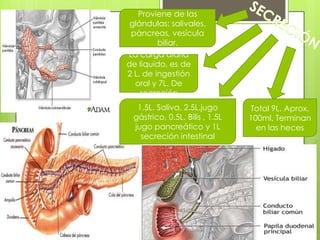 Proviene de las
 glándulas: salivales,
 páncreas, vesícula
         biliar.
La carga diaria
de liquido, es de
2 L. de ingestión
  oral y 7L. De
    secreción
  1.5L. Saliva, 2.5L.jugo       Total 9L. Aprox.
 gástrico, 0.5L. Bilis , 1.5L   100ml. Terminan
 jugo pancreático y 1L            en las heces
   secreción intestinal
 