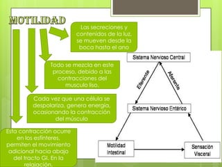 Las secreciones y
                          contenidos de la luz,
                          se mueven desde la
                           boca hasta el ano


               Todo se mezcla en este
                proceso, debido a las
                  contracciones del
                    musculo liso.

         Cada vez que una célula se
         despolariza, genera energía,
         ocasionando la contracción
                del músculo

Esta contracción ocurre
    en los esfínteres,
permiten el movimiento
 adicional hacia abajo
   del tracto GI. En la
       relajación.
 