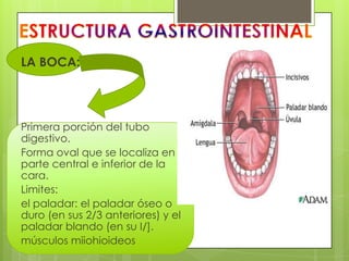 LA BOCA:




Primera porción del tubo
digestivo.
Forma oval que se localiza en la
parte central e inferior de la
cara.
Limites:
el paladar: el paladar óseo o
duro (en sus 2/3 anteriores) y el
paladar blando (en su I/].
músculos miiohioideos
 