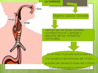 LA FARINGE:




      Órgano tubular ubicado:



detrás de las fosas nasales,
cavidad bucal y laringe y
delante de las vértebras
cervicales.




 Es un tubo muscular que presenta
una longitud aproximada de 14 cm y
se extiende desde la base del cráneo
   hasta el nivel de la vértebra C6
 