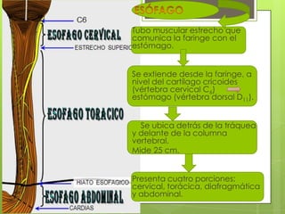 Tubo muscular estrecho que
comunica la faringe con el
estómago.


Se extiende desde la faringe, a
nivel del cartílago cricoides
(vértebra cervical C6)
estómago (vértebra dorsal D11).


  Se ubica detrás de la tráquea
y delante de la columna
vertebral.
Mide 25 cm.


Presenta cuatro porciones:
cervical, torácica, diafragmática
y abdominal.
 