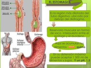 EL ESTOMAGO:


Es la región más dilatada del
tubo digestivo, ubicado por
    debajo del diafragma.


Reservorio muscular en forma
de saco, interpuesto entre el
   esófago y el duodeno.

    Aquí se acumulan los
   alimentos      quimo

    En su distensión máxima
 puede aceptar 1 500 ml de
alimentos y jugos. Y un pH. 1.5
 