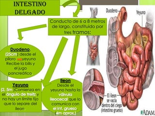 INTESTINO
       DELGADO
                        Conducto de 6 a 8 metros
                         de largo, constituido por
                               tres tramos:


    Duodeno,
        ) desde el
 píloro    yeyuno
 Recibe la bilis y
      el jugo
  pancreático.
                            Ileon
     Yeyuno                Desde el
      )Comienza en      yeyuno hasta la
el                  y
no hay un límite fijo          que lo
 que lo separe del      comunica con
       íleon.                      .
                         (
 