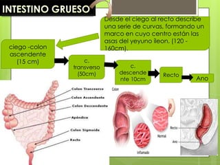 Desde el ciego al recto describe
                            una serie de curvas, formando un
                            marco en cuyo centro están las
                            asas del yeyuno íleon. (120 -
ciego -colon                160cm).
ascendente
   (15 cm)          c.
               transverso           c.
                 (50cm)         descende      Recto
                                nte 10cm                 Ano
 