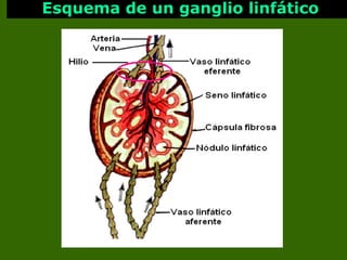 Esquema de un ganglio linfático 
