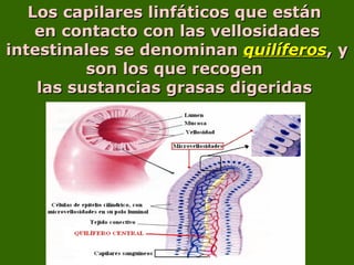 Los capilares linfáticos que están  en contacto con las vellosidades intestinales se denominan  quilíferos , y son los que recogen  las sustancias grasas digeridas  