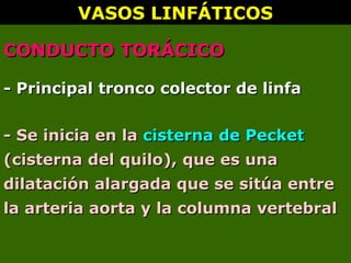 - Principal tronco colector de linfa- Principal tronco colector de linfa
VASOS LINFÁTICOSVASOS LINFÁTICOS
CONDUCTO TORÁCICOCONDUCTO TORÁCICO
- Se inicia en la- Se inicia en la cisterna de Pecketcisterna de Pecket
(cisterna del quilo), que es una(cisterna del quilo), que es una
dilatación alargada que se sitúa entredilatación alargada que se sitúa entre
la arteria aorta y la columna vertebralla arteria aorta y la columna vertebral
 