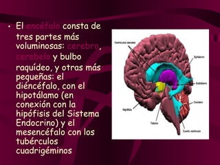 • El encéfalo consta de
tres partes más
voluminosas: cerebro,
cerebelo y bulbo
raquídeo, y otras más
pequeñas: el
diéncéfalo, con el
hipotálamo (en
conexión con la
hipófisis del Sistema
Endocrino) y el
mesencéfalo con los
tubérculos
cuadrigéminos
 