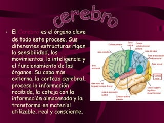 • El Cerebro es el órgano clave
de todo este proceso. Sus
diferentes estructuras rigen
la sensibilidad, los
movimientos, la inteligencia y
el funcionamiento de los
órganos. Su capa más
externa, la corteza cerebral,
procesa la información
recibida, la coteja con la
información almacenada y la
transforma en material
utilizable, real y consciente.
 