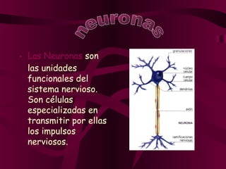 • Las Neuronas son
las unidades
funcionales del
sistema nervioso.
Son células
especializadas en
transmitir por ellas
los impulsos
nerviosos.
 