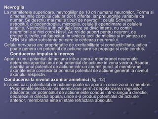 Nevroglia La mamiferele superioare, nevrogliilor de 10 ori numarul neuronilor. Forma si dimensiunile corpului celular pot fi diferite, iar prelungirile variabile ca numar. Se descriu mai multe tipuri de nevroglii: celula Schwann, astrocitul, cligodendroglia, microglia, celulele ependimare si celulele satelite. Nevrogliile sunt celulele care se divid intens, nu contin neurofibrile si nici corpi Nissl. Au rol de suport pentru neuroni, de protectie, trofic, rol fagocitar, in sinteza tecii de mielina si in sinteza de ARN si a altor substante pe care le cedeaza neuronului. Celula nervoasa are proprietatile de excitabilitate si conductibilitate, adica poate genera un potential de actiune care se propaga si este condus.  Conducerea impulsului nervos Aparitia unui potential de actiune intr-o zona a membranei neuronale determina aparitia unui nou potential de actiune in zona vecina. Asadar, aparitia unui potential de actiune intr-un anumit punct al membranei axonale este consecinta primului potential de actiune generat la nivelul axonului respectiv. Conducerea la nivelul axonilor amielinici  (fig. 12) In acest caz, potentialul de actiune poate sa apara in orice zona a membrei. Proprietatile electrice ale membranei permit depolarizarea regiunilor adiacente, iar potentialul de actiune este condus intr-o singura directie, deoarece in directia opusa, unde s-a produs potentialul de actiune anterior, membrana este in stare refractara absoluta.  