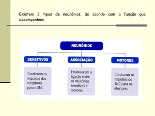 Existem 3 tipos de neurónios, de acordo com a função que desempenham. 