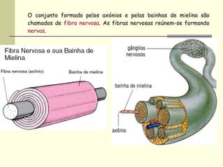 O conjunto formado pelos axónios e pelas bainhas de mielina são chamados de  fibra nervosa . As fibras nervosas reúnem-se formando  nervos . 