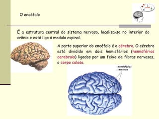 O encéfalo É a estrutura central do sistema nervoso, localiza-se no interior do crânio e está ligo à medula espinal. A parte superior do encéfalo é o  cérebro . O cérebro está dividido em dois hemisférios ( hemisférios cerebrais ) ligados por um feixe de fibras nervosas, o  corpo caloso . 