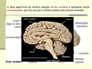 A zona superficial do cérebro designa  córtex cerebral  e apresenta várias  circunvoluções , que faz com que o cérebro possua uma enorme extensão. 