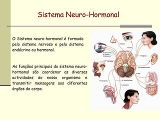 Sistema Neuro-Hormonal O Sistema neuro-hormonal é formado pelo sistema nervoso e pelo sistema endócrino ou hormonal. As funções principais do sistema neuro-hormonal são coordenar as diversas actividades do nosso organismo e transmitir mensagens aos diferentes órgãos do corpo. 