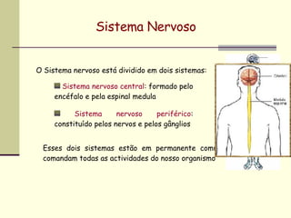 Sistema Nervoso O Sistema nervoso está dividido em dois sistemas: Sistema nervoso central : formado pelo encéfalo e pela espinal medula Sistema nervoso periférico : constituído pelos nervos e pelos gânglios Esses dois sistemas estão em permanente comunicação e comandam todas as actividades do nosso organismo 