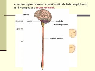 A medula espinal situa-se na continuação do bolbo raquidiano e está protegida pela  coluna vertebral . 