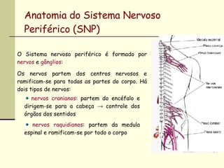 Anatomia do Sistema Nervoso Periférico (SNP) O Sistema nervoso periférico é formado por  nervos  e  gânglios : Os nervos partem dos centros nervosos e ramificam-se para todas as partes do corpo. Há dois tipos de nervos: nervos cranianos : partem do encéfalo e dirigem-se para a cabeça  ->  controle dos órgãos dos sentidos nervos raquidianos : partem da medula espinal e ramificam-se por todo o corpo 