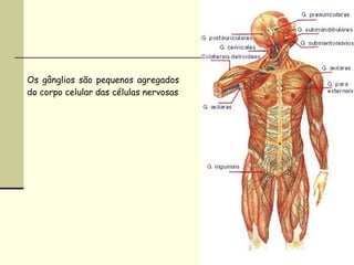 Os gânglios são pequenos agregados do corpo celular das células nervosas 