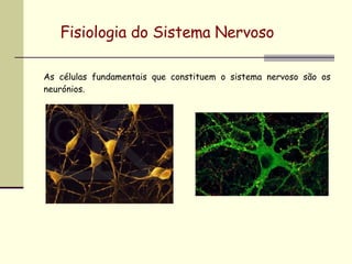 Fisiologia do Sistema Nervoso As células fundamentais que constituem o sistema nervoso são os neurónios. 