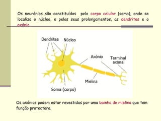Os neurónios são constituídos  pelo  corpo celular  (soma), onde se localiza o núcleo, e pelos seus prolongamentos, as  dendrites  e o  axónio . Os axónios podem estar revestidos por uma  bainha de mielina  que tem função protectora. 