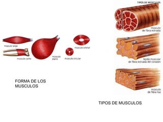 TIPOS DE MUSCULOS FORMA DE LOS MUSCULOS 