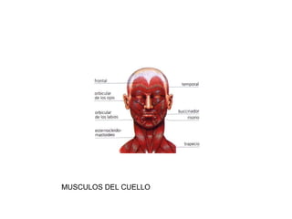 MUSCULOS DEL CUELLO 