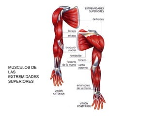 MUSCULOS DE LAS EXTREMIDADES SUPERIORES 