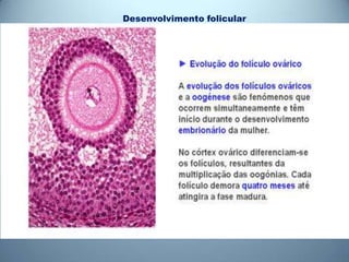 Desenvolvimento folicular
