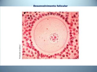 Desenvolvimento folicular