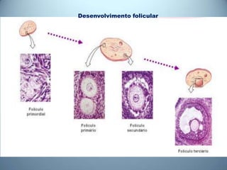 Desenvolvimento folicular
