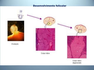 Desenvolvimento folicular