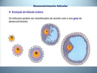 Desenvolvimento folicular