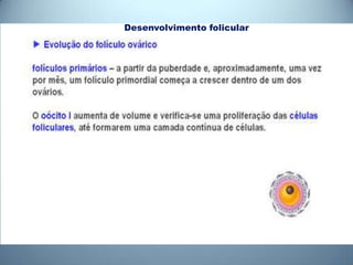 Desenvolvimento folicular