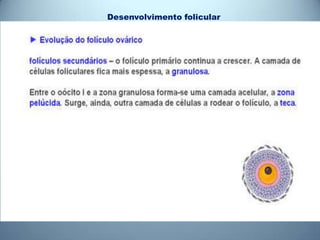 Desenvolvimento folicular