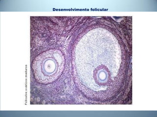 Desenvolvimento folicular